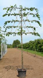 Leilinde, Leiboom, Lente, 250 tot 400 cm, Ophalen