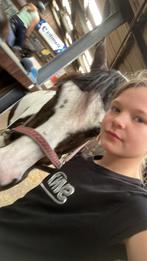 Verzorger aangeboden verzorg paard/pony gezocht, Dieren en Toebehoren, Ophalen of Verzenden, Dressuur