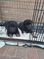 Mooie Duitse Herder pups langstokhaar met stamboom, Dieren en Toebehoren, Honden | Herdershonden en Veedrijvers, Reu, 8 tot 15 weken