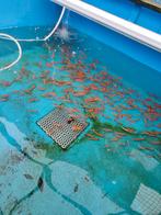 Goudwinde 7-10 cm 1,50 pst desgewenst bezorgd aan huis, Baars of Goudwinde