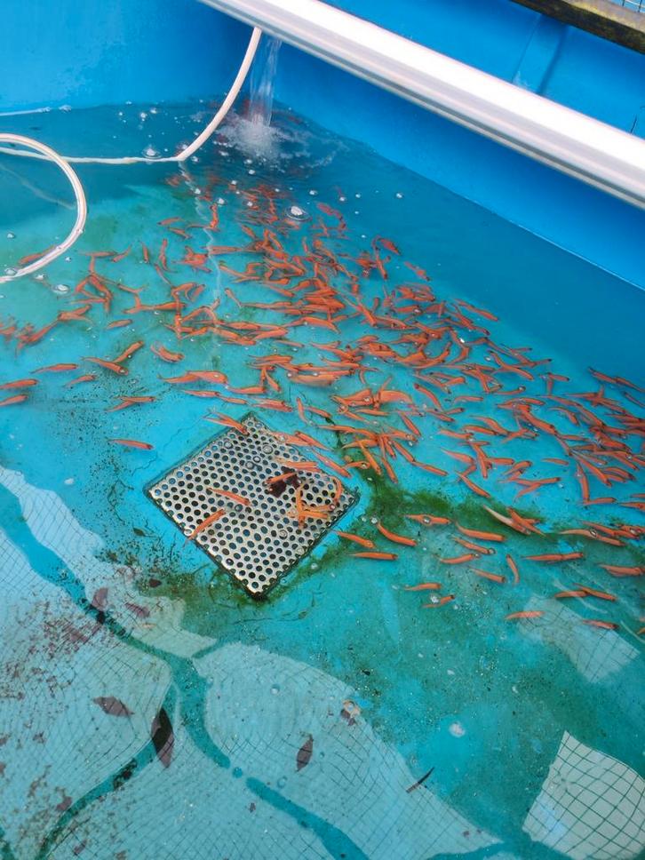 Goudwinde 7-10 cm 1,50 pst desgewenst bezorgd aan huis, Dieren en Toebehoren, Vissen | Vijvervissen, Baars of Goudwinde