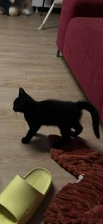European Shorthair Kitten, Poes