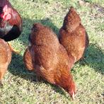 Broedeieren wyandotte kriel roodpatrijs meervoudig gezoomd, Geslacht onbekend, Kip