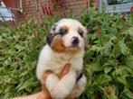 Australian Shepherd pups, Dieren en Toebehoren, 8 tot 15 weken, Meerdere, Meerdere dieren, Herder