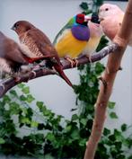 Koppel Roodkop gouldamadines met jonge, Meerdere dieren