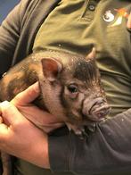 Minivarkens | Leuke biggen die goed tam worden!, Dieren en Toebehoren, Schapen, Geiten en Varkens, Meerdere dieren, Varken, 0 tot 2 jaar