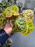 Begonia Goegoensis, Ophalen of Verzenden, Halfschaduw, Minder dan 100 cm