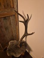 Afwerpstang edelhert, Ophalen of Verzenden, Gebruikt, Hert, Gewei of Kop