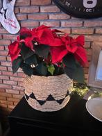 Rieten mand, nieuw!, Mand, Rond, Nieuw, Ophalen of Verzenden