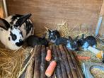 Jonge konijnen Lotharinger nieuw zeelander, Dieren en Toebehoren, Konijnen, Meerdere dieren