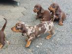 Puppy's. Teckel. Korthaar. Dwergteckel. Choco. Merle., Dieren en Toebehoren, Honden | Teckels en Dashonden, CDV (hondenziekte)