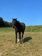 Bijrijder gezocht, Dieren en Toebehoren, Paarden en Pony's | Overige Paardenspullen, Ophalen of Verzenden