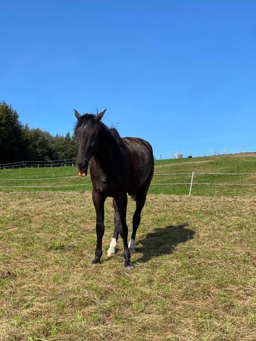 Bijrijder gezocht, Dieren en Toebehoren, Paarden en Pony's | Overige Paardenspullen, Ophalen of Verzenden