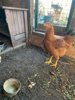 2 New hampshire hanen, Dieren en Toebehoren, Mannelijk, Kip