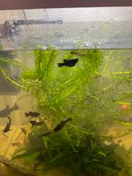 10 black Molly’s voor €3, Dieren en Toebehoren, Vis