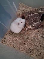 2 cavia's man/vrouw, Dieren en Toebehoren, Cavia, Januari, Meerdere dieren, Tam