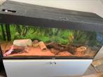 Aquarium met 3 axolotls compleet met pomp, Dieren en Toebehoren, Ophalen, Zo goed als nieuw, Terrarium of Paludarium