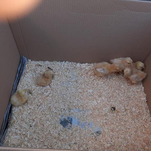 9 wyandotte buff kuikens , kuikentjes zijn 3 dagen, Dieren en Toebehoren, Pluimvee, Kip, Geslacht onbekend