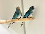 Splendid koppel blauw witborst, Dieren en Toebehoren, Meerdere dieren, Parkiet, Geringd