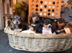 Lieve jack russel black&tan pups te koop, Jack Russell Terriër, 8 tot 15 weken, Meerdere, Meerdere dieren