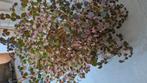 oxalis plum crazy, Ophalen, Halfschaduw, Minder dan 100 cm