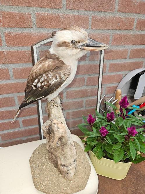 Prachtige opgezette forse Australische kookaburra ijsvogel, Verzamelen, Dierenverzamelingen, Nieuw, Opgezet dier, Vogel, Ophalen of Verzenden