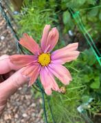 Cosmea Abricotta zaden, Ophalen of Verzenden, Voorjaar, Volle zon, Zaad
