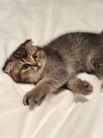 Kitten Brits korthaar, Dieren en Toebehoren, Kater, Ontwormd, 0 tot 2 jaar