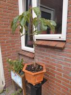 Aesculus pavia; Rode paardekastanje, Ophalen, Volle zon, Overige soorten, Minder dan 100 cm