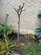 Mooie Vijgenboom te koop!, Tuin en Terras, Planten | Bomen, Bloeit niet, Overige soorten, 100 tot 250 cm, Ophalen