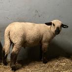 Mooi groot ramlam stamboek hampshire down ooi, Dieren en Toebehoren, Schapen, Geiten en Varkens, Vrouwelijk, Schaap, 0 tot 2 jaar