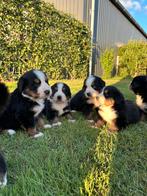 PRACHTIGE RASZUIVERE BERNER SENNEN PUPS,,,NOG 2 TEEFJES, Meerdere, Meerdere dieren, Nederland, Particulier