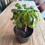 Aeonium arboreum plant, Ophalen of Verzenden, Halfschaduw, Minder dan 100 cm