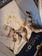 4 parelhoenders van 11juni, Dieren en Toebehoren, Pluimvee, Geslacht onbekend, Kip