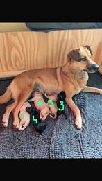 Pups te koop! Labradoodle of friese stabij mix, Rabiës (hondsdolheid), Overige rassen, 8 tot 15 weken, Meerdere