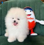 Super mini Pommerenian puppy te koo gevaccineer top kwalitei, 8 tot 15 weken, Buitenland, Parvo, Eén hond