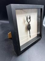 OpgezetteSchorpioen in luxe passe-partout lijst - Taxidermie, Verzamelen, Ophalen of Verzenden, Nieuw, Insect, Opgezet dier