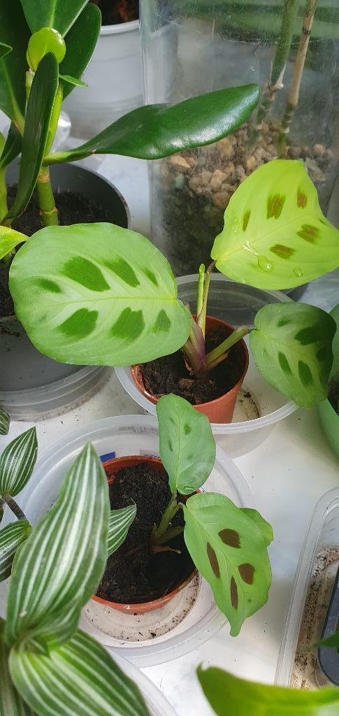 planten uit mijn vroegste jeugd, Schaduwpl, maranta, Huis en Inrichting, Kamerplanten, Overige soorten, Minder dan 100 cm, Ophalen