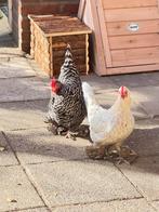 3 mooie hennen, Dieren en Toebehoren, Vrouwelijk, Kip