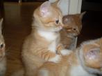Gezocht 2 rode kittens vrouwtjes uit een nest, Dieren en Toebehoren, Katten en Kittens | Overige Katten, Poes