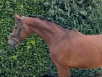 ‼️Leuke 8jr. Ruin‼️, Dieren en Toebehoren, Paarden, Gechipt, Ruin, 170 tot 175 cm, L