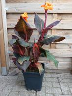Canna Durban, Tuin en Terras, Planten | Tuinplanten, Ophalen, Overige soorten, Volle zon