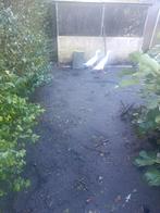 Indische loopeenden(broed 2025), Dieren en Toebehoren, Pluimvee, Meerdere dieren, Eend