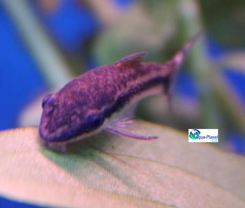Otocinclus affinis beschikbaar voor biedingen