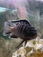 Mooie vissen, Dieren en Toebehoren, Vissen | Aquariumvissen, Vis