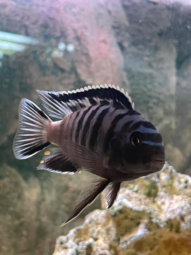 Mooie vissen, Dieren en Toebehoren, Vissen | Aquariumvissen, Vis