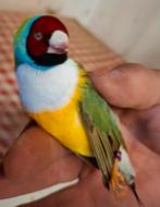 Taxidermie gould amadine en turquoisine parkiet kleurrijke v, Dieren en Toebehoren, Vogels | Overige Vogels, Meerdere dieren