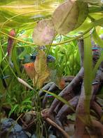 Zoetwater lelie Hydrocleys nymphoides, Ophalen, Nieuw, Plant(en), Steen of Hout
