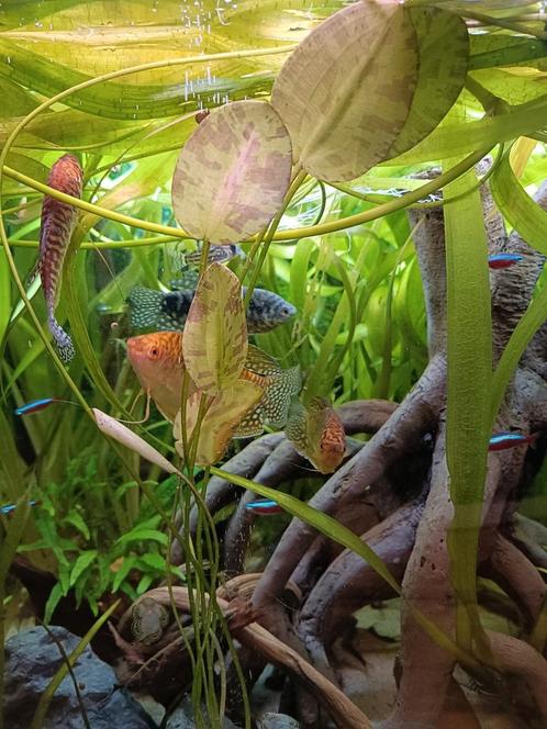 Zoetwater lelie Hydrocleys nymphoides, Dieren en Toebehoren, Vissen | Aquaria en Toebehoren, Nieuw, Plant(en), Steen of Hout, Ophalen