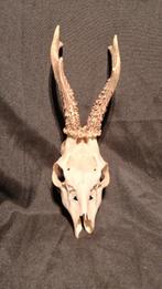 Schedel Ree, Ophalen of Verzenden, Zo goed als nieuw, Hert, Schedel